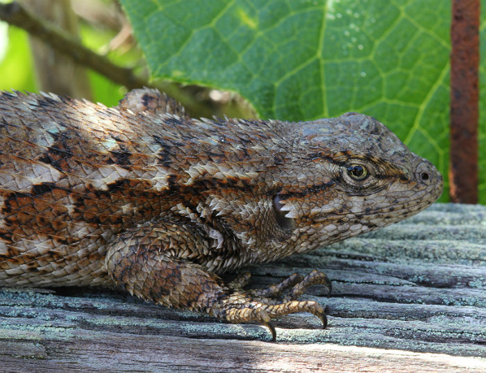 Fence Lizard